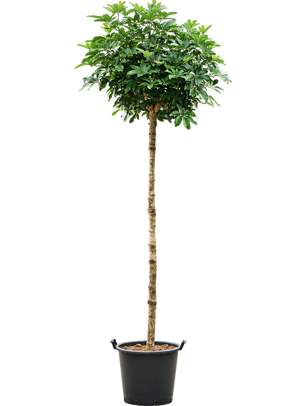 Planta naturala de interior Stem D90xH300cm Schefflera arboricola 'Compacta' PS50/41cm in pamant