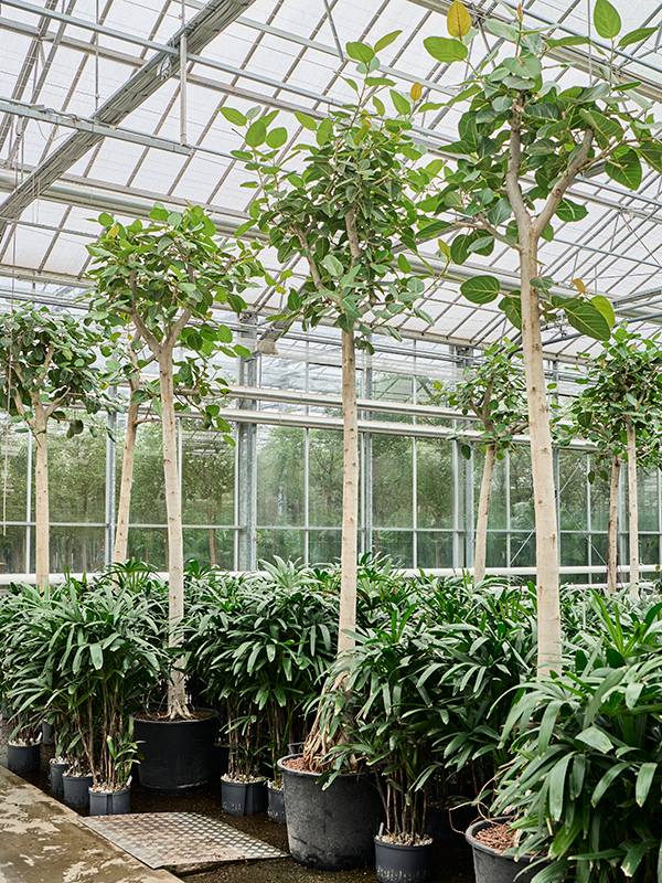 Planta naturala de interior Stem D90xH330cm Ficus benghalensis 'Audrey' P60/48cm in hidrogranule