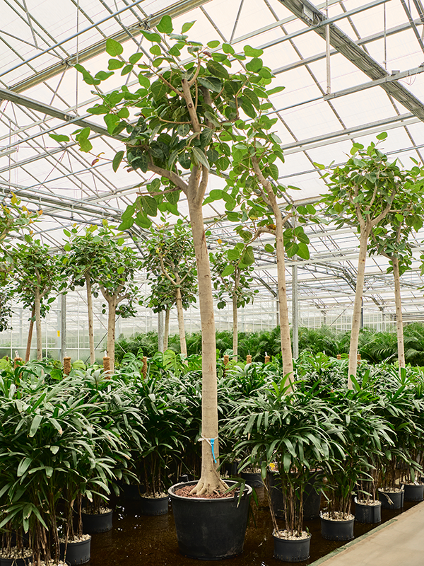 Planta naturala de interior Stem D90xH350cm Ficus benghalensis 'Audrey' P65/50cm in hidrogranule