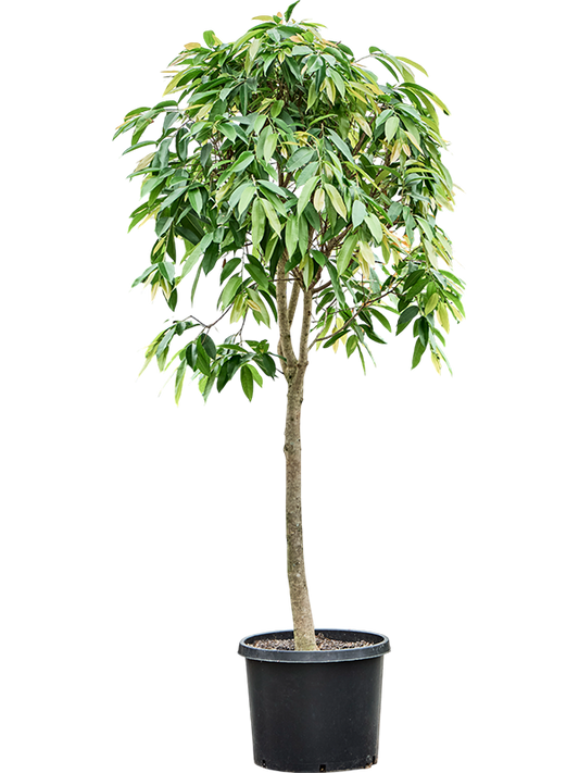 Planta naturala de interior Stem D90xH350cm Ficus binnendijkii 'Amstel King' PS55/44cm in pamant