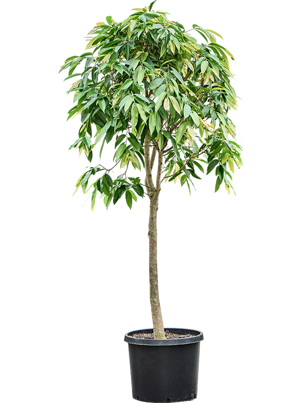 Planta naturala de interior Stem D90xH350cm Ficus binnendijkii 'Amstel King' PS55/44cm in pamant