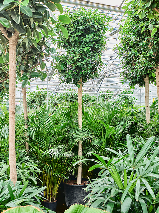 Planta naturala de interior Stem D90xH400cm Ficus microcarpa ‘Nitida’ P60/48cm in hidrogranule