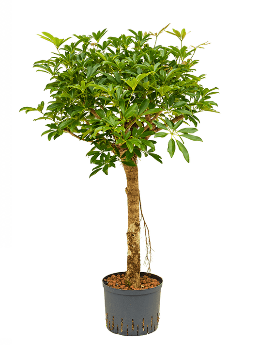 Planta naturala de interior Stem extra D60xH135cm Schefflera arboricola 'Compacta' P25/19cm in hidrogranule