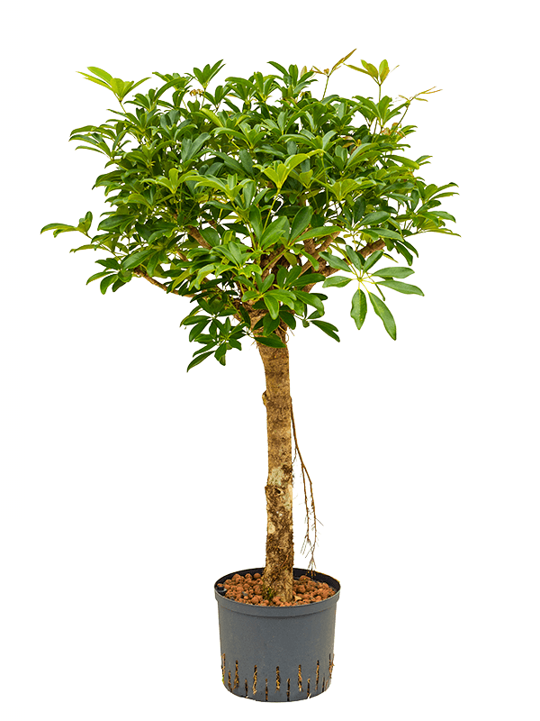 Planta naturala de interior Stem extra D60xH135cm Schefflera arboricola 'Compacta' P25/19cm in hidrogranule
