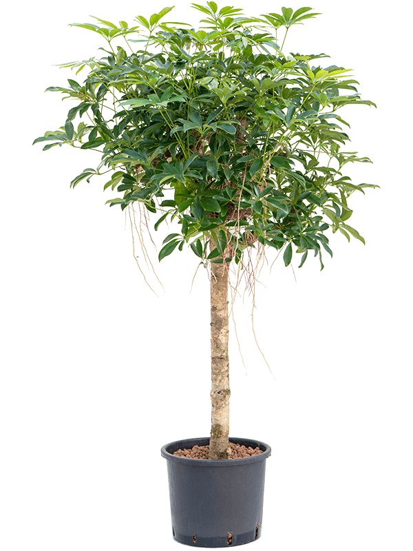 Planta naturala de interior Stem extra D70xH125cm Schefflera arboricola 'Compacta' P28/24cm in hidrogranule