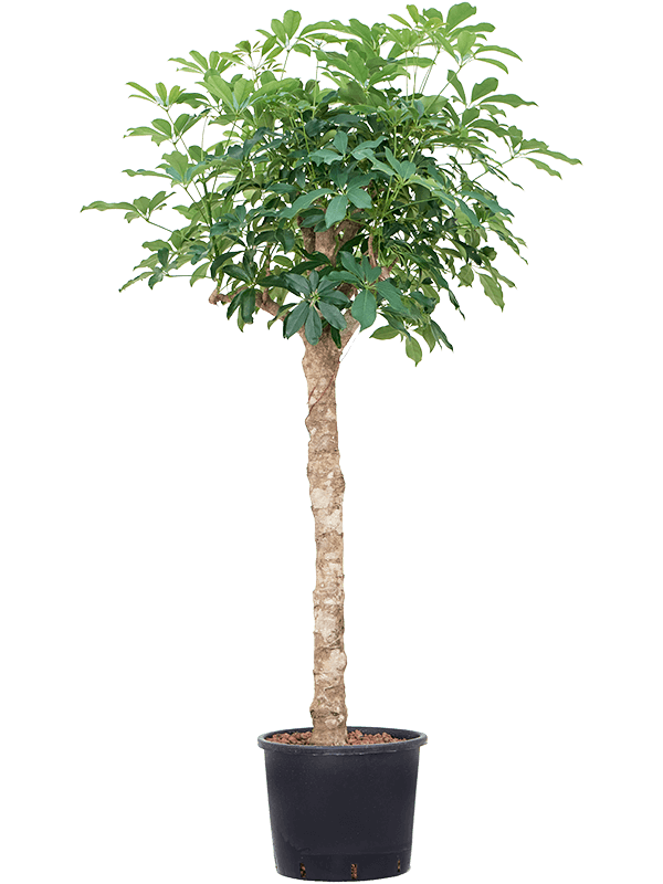 Planta naturala de interior Stem extra D80xH190cm Schefflera arboricola 'Compacta' P30/26cm in hidrogranule