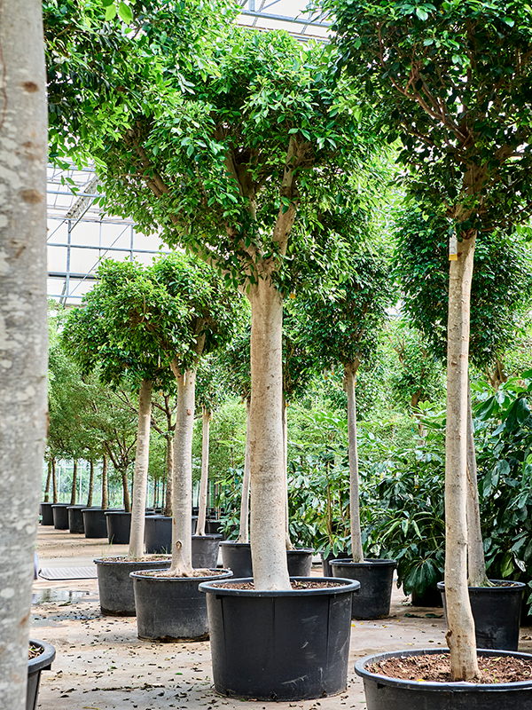 Planta naturala de interior Stem Ficus microcarpa 'Nitida' PS in pamant