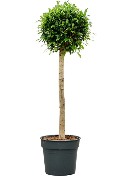 Planta naturala de interior Stem H135cm Ficus microcarpa ‘Nitida’ PS34/30cm in pamant