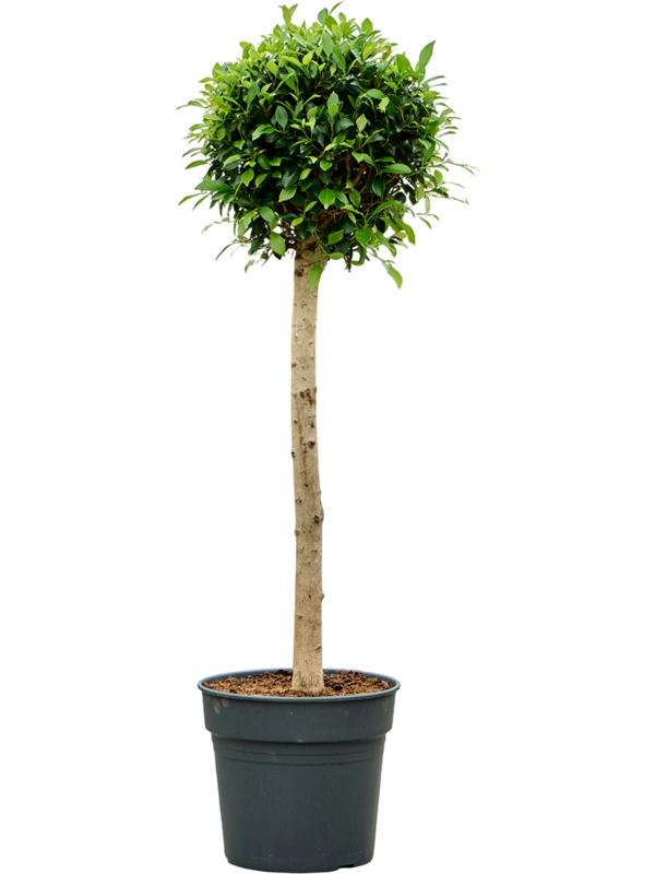 Planta naturala de interior Stem H135cm Ficus microcarpa ‘Nitida’ PS34/30cm in pamant