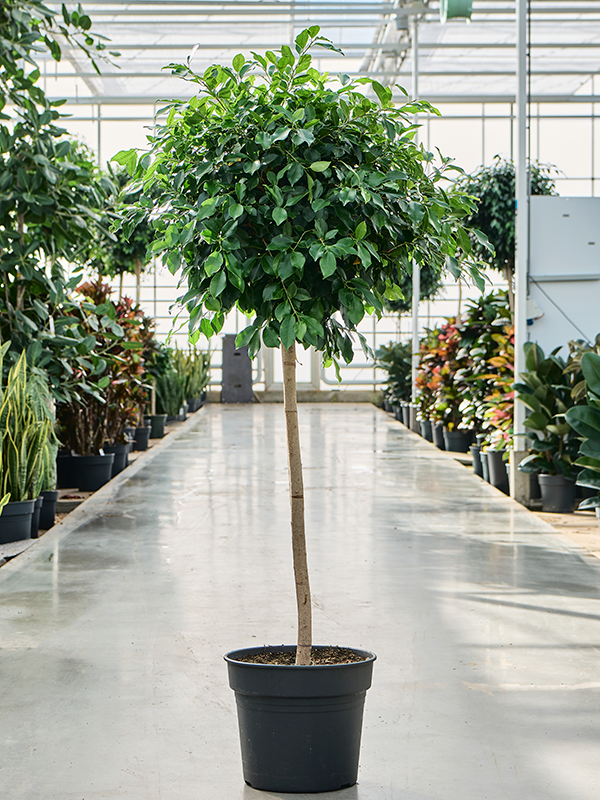 Planta naturala de interior Stem H165cm Ficus microcarpa ‘Nitida’ PS38/32cm in pamant