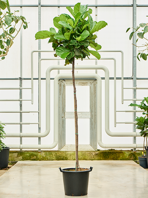 Planta naturala de interior Stem H240cm Ficus lyrata PS45/34cm in pamant