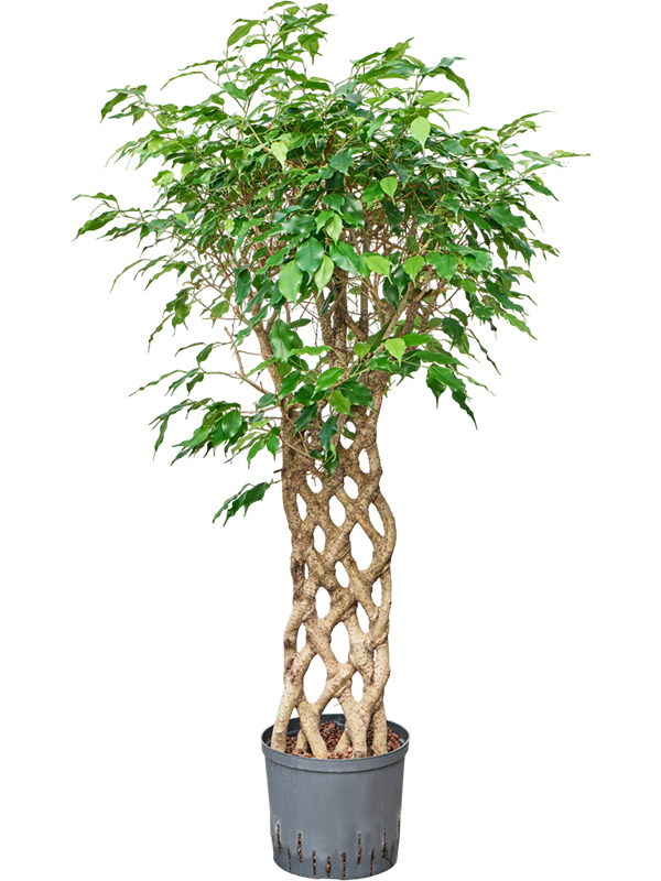 Planta naturala de interior Stem hedge D60xH130cm Ficus benjamina 'Exotica' P22/19cm in hidrogranule