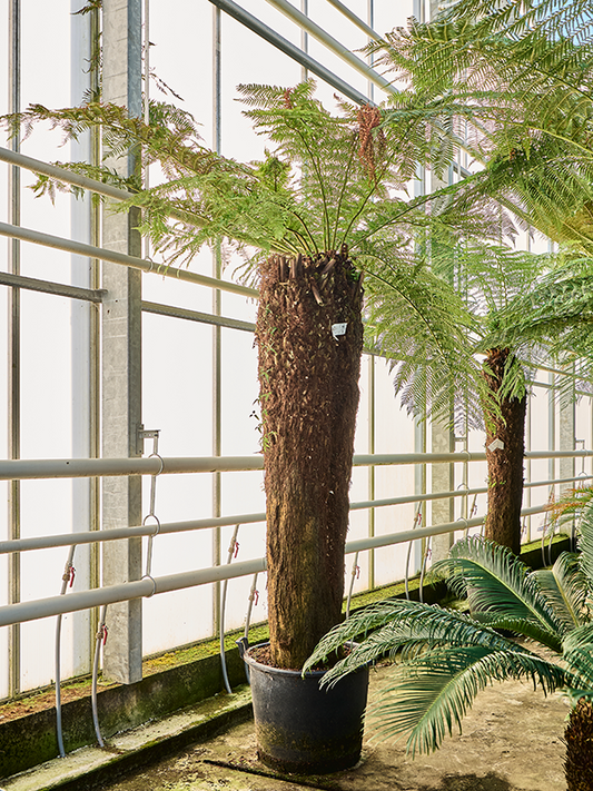 Planta naturala de interior Stem special (210) D240xH320cm Dicksonia antarctica PS65/44cm in pamant