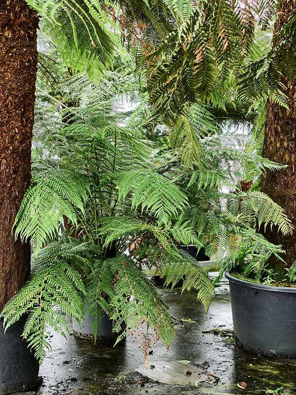 Planta naturala de interior Stem special D185xH160cm Dicksonia antarctica (160-200) PS45/35cm in pamant