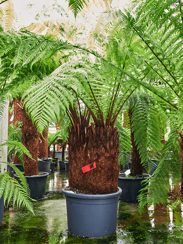 Planta naturala de interior Stem special D185xH210cm Dicksonia antarctica (180-240) PS50/36cm in pamant