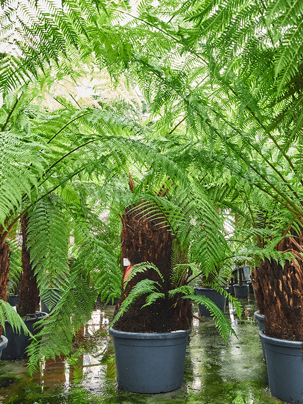 Planta naturala de interior Stem special D200xH200cm Dicksonia antarctica (180-220) PS50/36cm in pamant