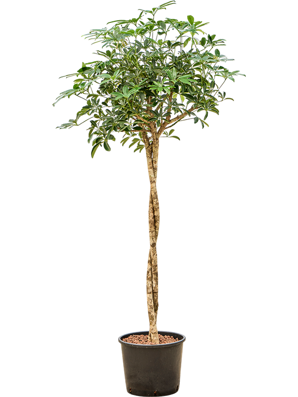 Planta naturala de interior Stem twist D100xH180cm Schefflera arboricola 'Compacta' P28/24cm in hidrogranule