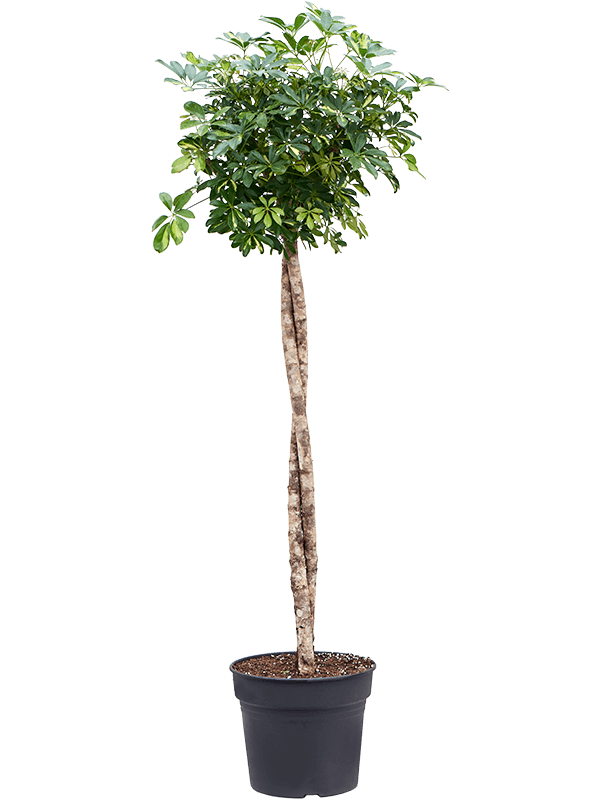 Planta naturala de interior Stem twist D100xH210cm Schefflera arboricola 'Gold Capella' PS38/32cm in pamant