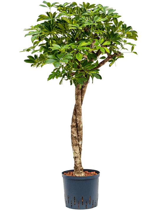 Planta naturala de interior Stem twist D40xH125cm Schefflera arboricola 'Gold Capella' P22/19cm in hidrogranule