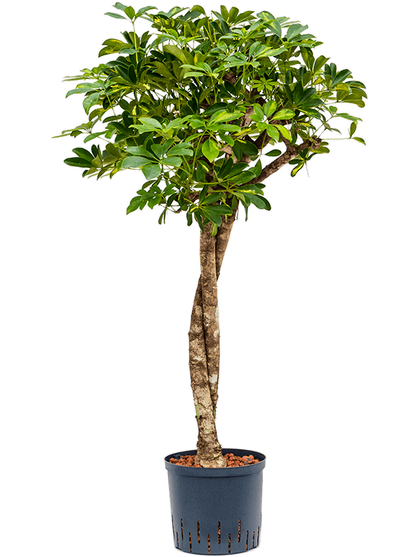 Planta naturala de interior Stem twist D40xH125cm Schefflera arboricola 'Gold Capella' P22/19cm in hidrogranule