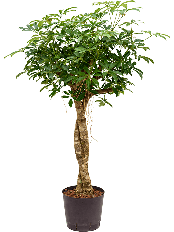 Planta naturala de interior Stem twist D50xH120cm Schefflera arboricola 'Compacta' P22/19cm in hidrogranule