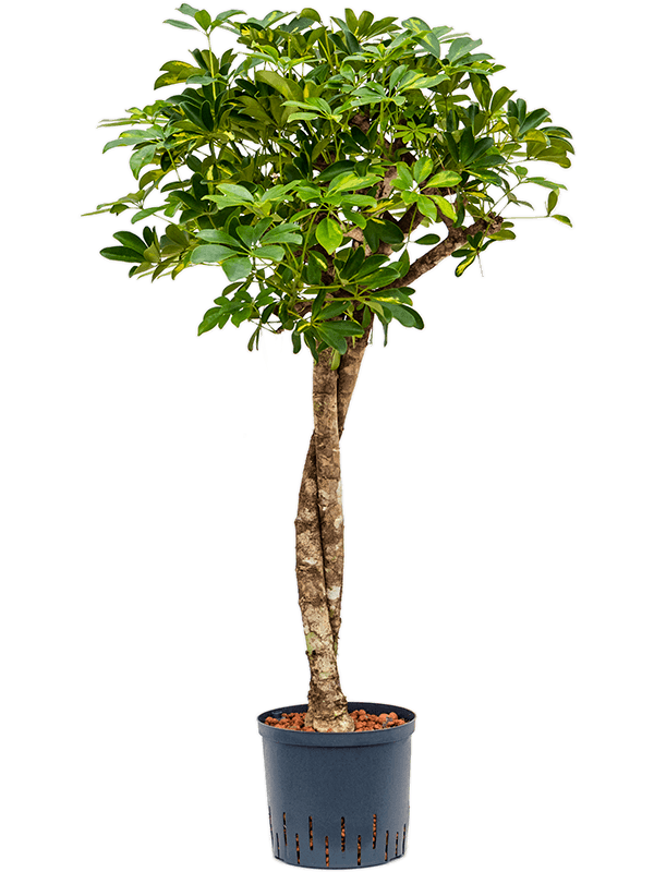 Planta naturala de interior Stem twist D50xH120cm Schefflera arboricola 'Gold Capella' P22/19cm in hidrogranule