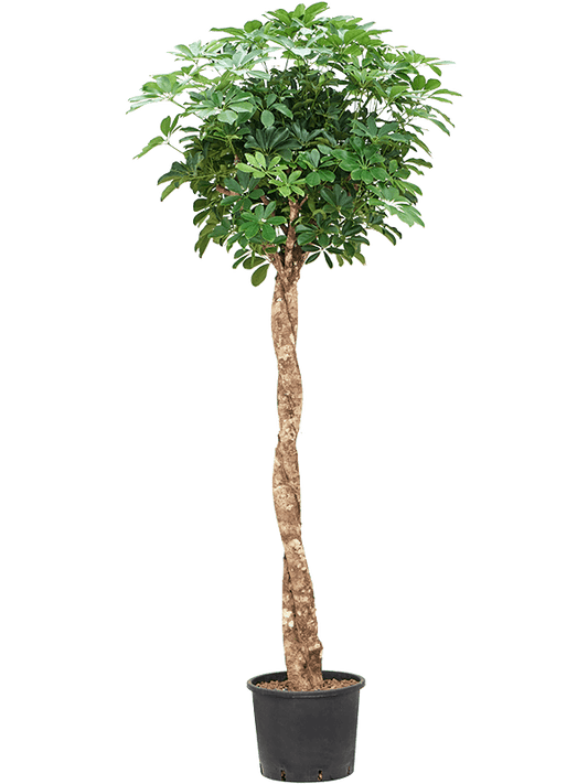 Planta naturala de interior Stem twist D50xH190cm Schefflera arboricola 'Compacta' P32/26cm in hidrogranule