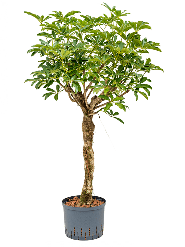 Planta naturala de interior Stem twist D60xH120cm Schefflera arboricola 'Compacta' P25/19cm in hidrogranule