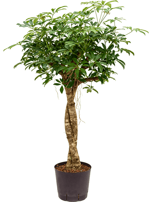 Planta naturala de interior Stem twist D60xH140cm Schefflera arboricola 'Compacta' P22/19cm in hidrogranule