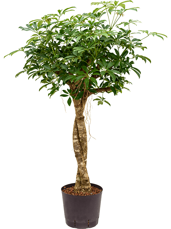 Planta naturala de interior Stem twist D60xH140cm Schefflera arboricola 'Compacta' P22/19cm in hidrogranule