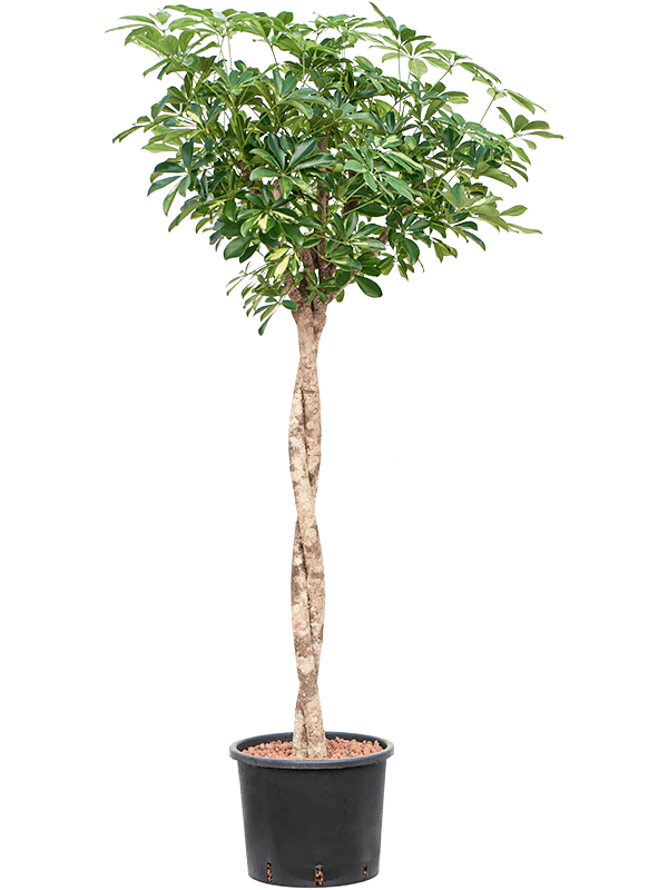 Planta naturala de interior Stem twist D60xH150cm Schefflera arboricola 'Gold Capella' P28/24cm in hidrogranule