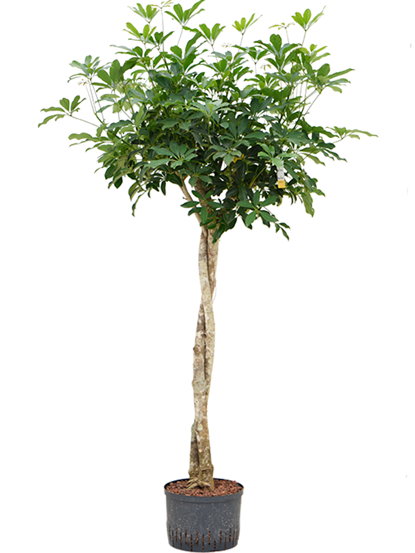 Planta naturala de interior Stem twist D60xH160cm Schefflera arboricola 'Compacta' P28/19cm in hidrogranule