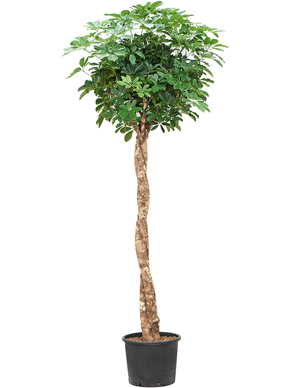 Planta naturala de interior Stem twist D60xH190cm Schefflera arboricola 'Compacta' P30/26cm in hidrogranule