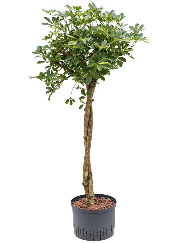 Planta naturala de interior Stem twist D65xH160cm Schefflera arboricola 'Gold Capella' P28/19cm in hidrogranule