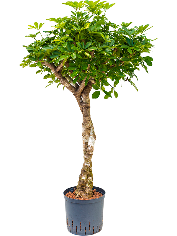 Planta naturala de interior Stem twist D70xH125cm Schefflera arboricola 'Gold Capella' P25/19cm in hidrogranule