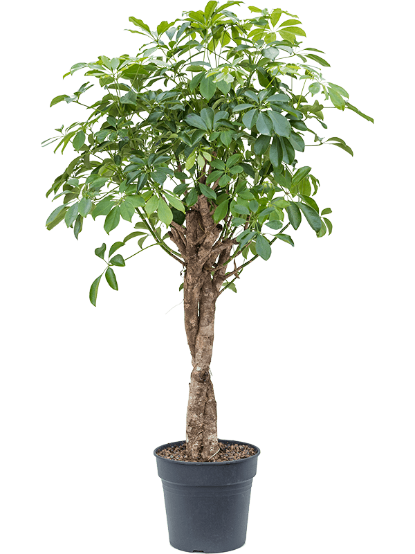 Planta naturala de interior Stem twist D70xH140cm Schefflera arboricola 'Compacta' PS30/27cm in pamant