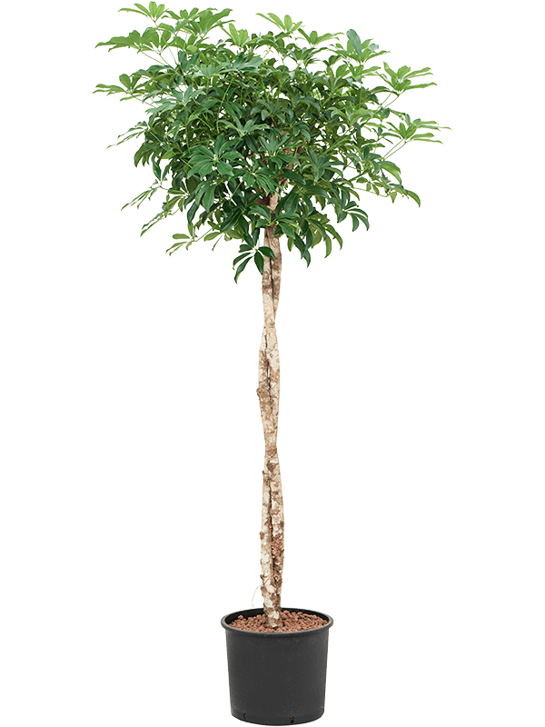 Planta naturala de interior Stem twist D70xH160cm Schefflera arboricola 'Compacta' P28/24cm in hidrogranule