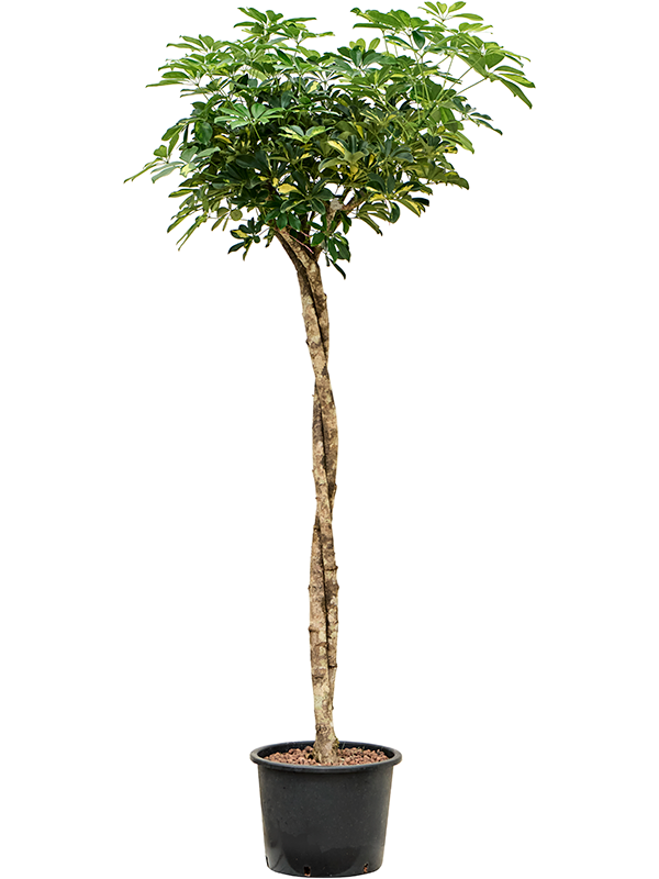 Planta naturala de interior Stem twist D75xH190cm Schefflera arboricola 'Gold Capella' P30/26cm in hidrogranule