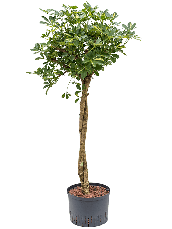 Planta naturala de interior Stem twist D80xH150cm Schefflera arboricola 'Gold Capella' P28/19cm in hidrogranule