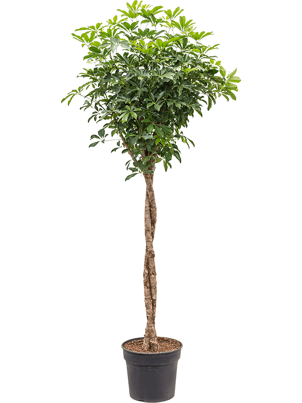 Planta naturala de interior Stem twist D80xH190cm Schefflera arboricola 'Compacta' PS38/32cm in pamant