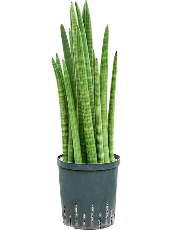 Planta naturala de interior Tower (Bims) D20xH60cm Sansevieria cylindrica tower P18/19cm in hidrogranule