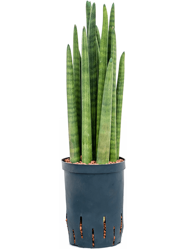 Planta naturala de interior Tower D20xH50cm Sansevieria cylindrica tower P15/19cm in hidrogranule