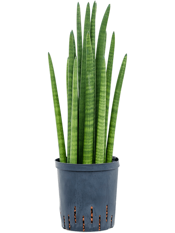 Planta naturala de interior Tower D20xH60cm Sansevieria cylindrica tower P18/19cm in hidrogranule