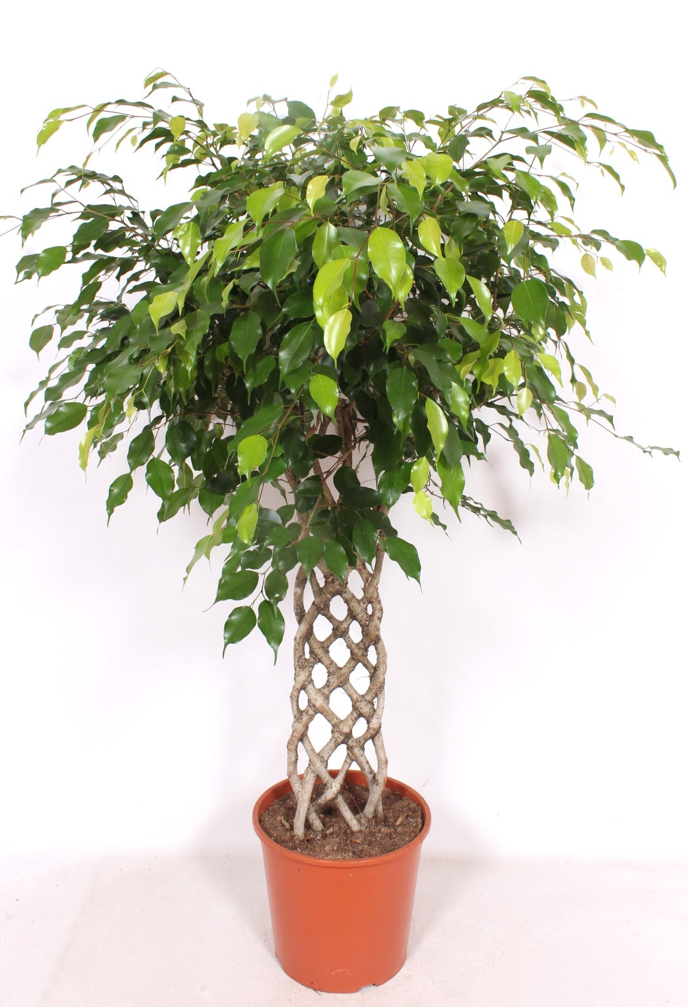 Planta naturala de interior trunchi impletit drept 60xH160cm Ficus benjamina 'Exotica' PS30cm in pamant