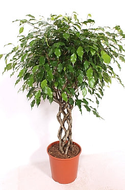 Planta naturala de interior trunchi impletit rotund 60xH150cm Ficus benjamina 'Exotica' PS30cm in pamant