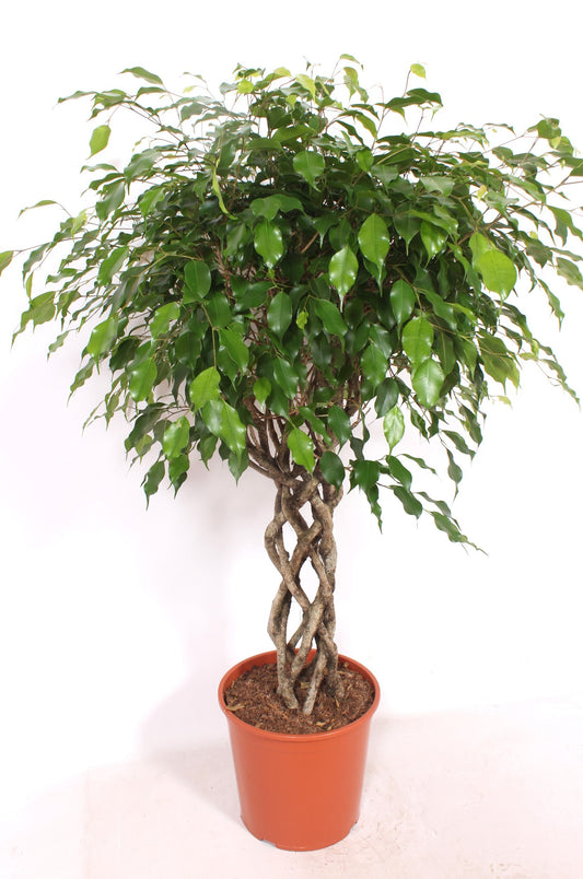 Planta naturala de interior trunchi impletit rotund 60xH160cm Ficus benjamina 'Exotica' PS30cm in pamant