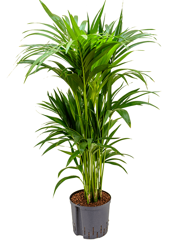 Planta naturala de interior Tuff 8pp D70xH100cm Kentia (Howea) forsteriana P22/19cm in hidrogranule