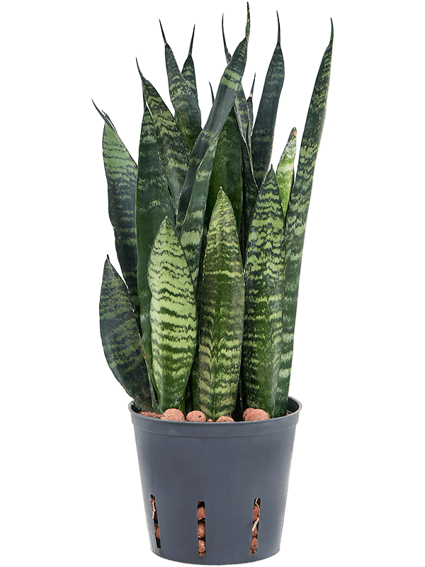 Planta naturala de interior Tuff D15xH35cm Sansevieria trifasciata 'Black Coral' P13/12cm in hidrogranule