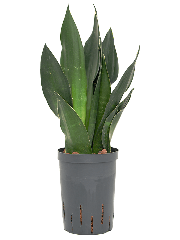 Planta naturala de interior Tuff D15xH45cm Sansevieria trifasciata 'Black Diamond' P15/19cm in hidrogranule
