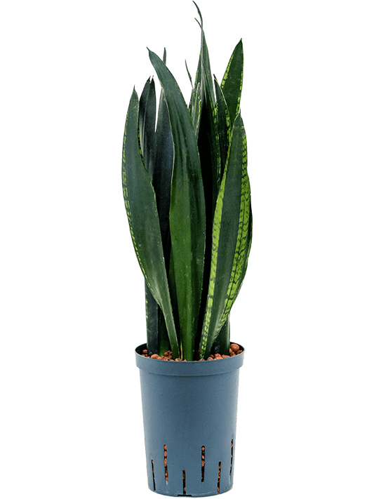 Planta naturala de interior Tuff D15xH45cm Sansevieria trifasciata 'Black Tiger' P15/19cm in hidrogranule